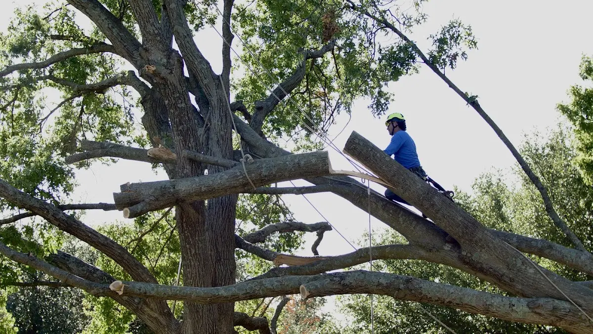 Professional Crown Thinning performed by certified arborists in Simsbury