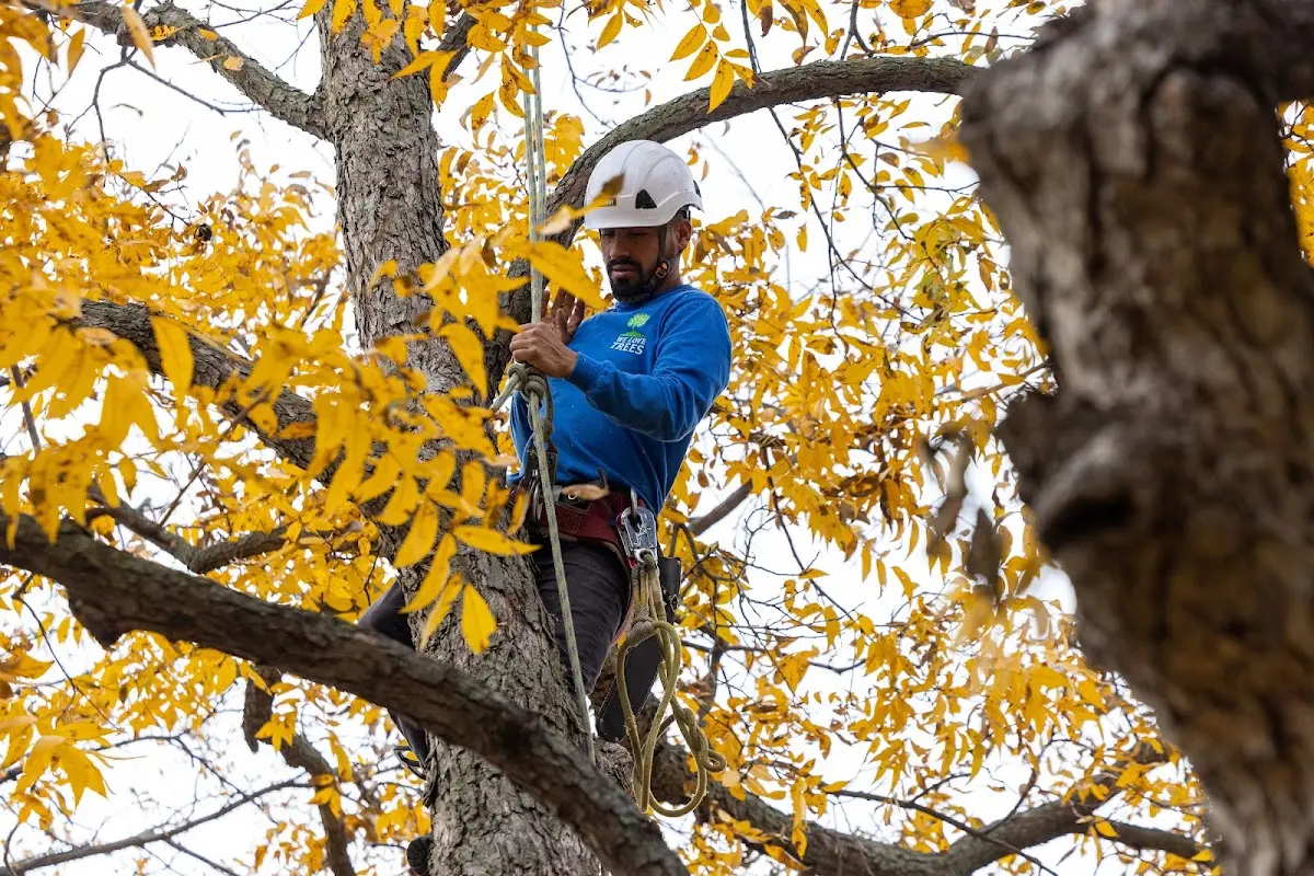Skilled Storm Damage Cleanup crew working in Simsbury